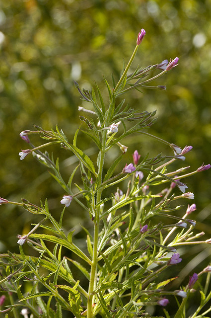Epilobium coloratum