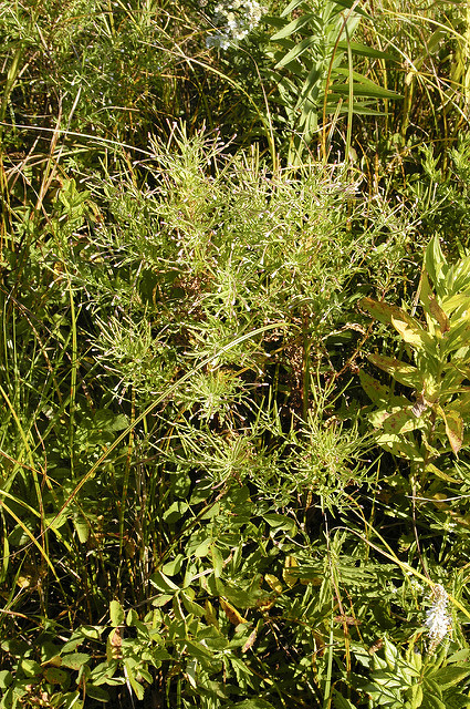 Epilobium coloratum