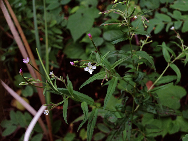 Epilobium coloratum (Epilobium coloratum)