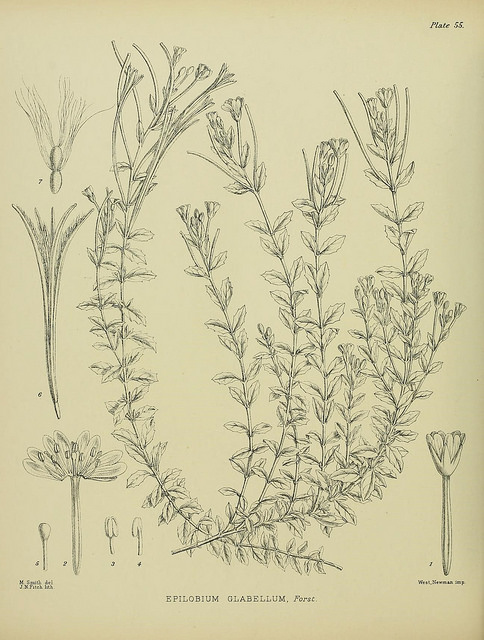 Epilobium glabellum (Epilobium glabellum)