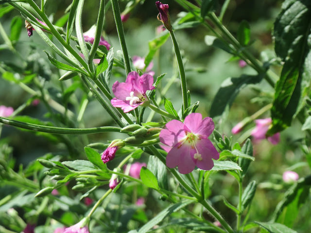 épilobe à grandes fleurs