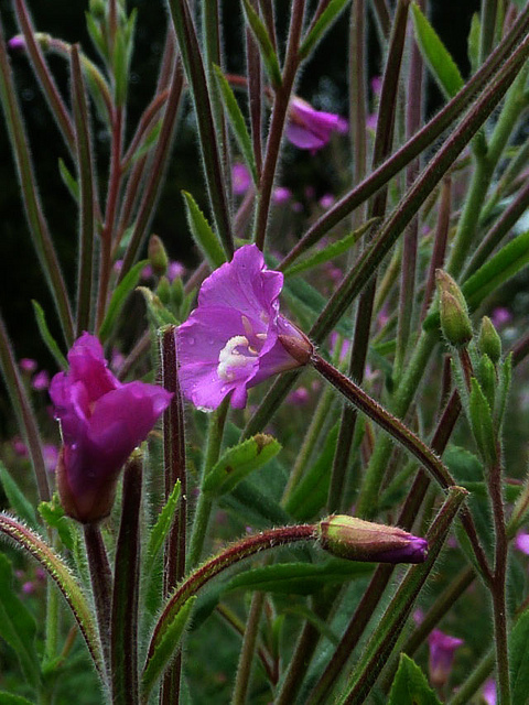 épilobe à grandes fleurs