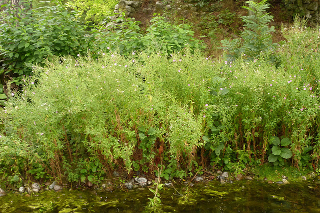 épilobe à grandes fleurs