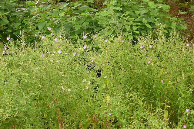 épilobe à grandes fleurs