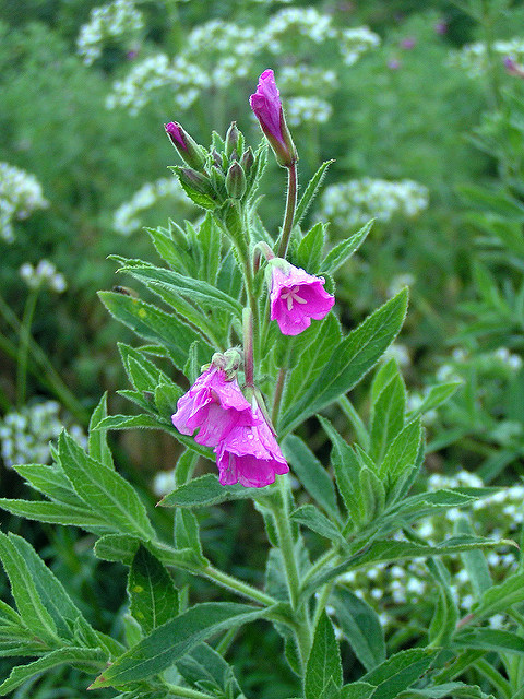 épilobe à grandes fleurs