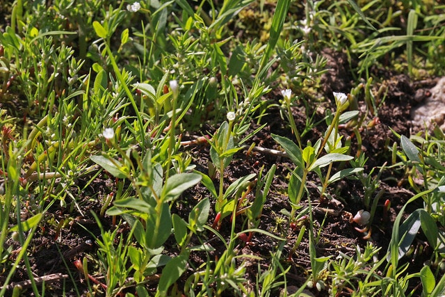 Epilobium lactiflorum (Epilobium lactiflorum)