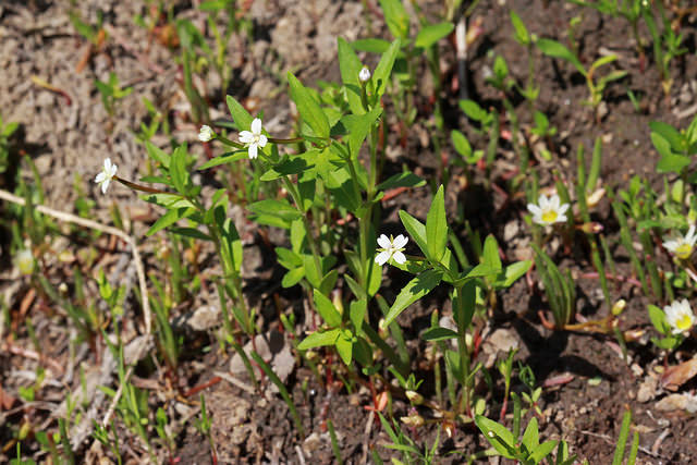 Epilobium lactiflorum