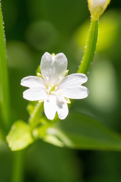 Epilobium lactiflorum