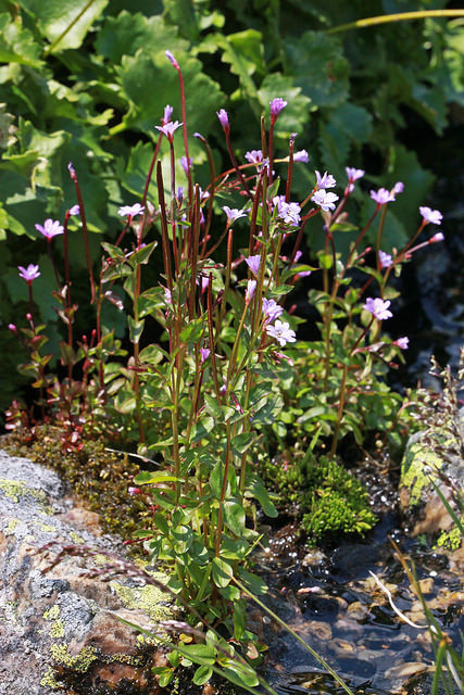 Epilobium lactiflorum