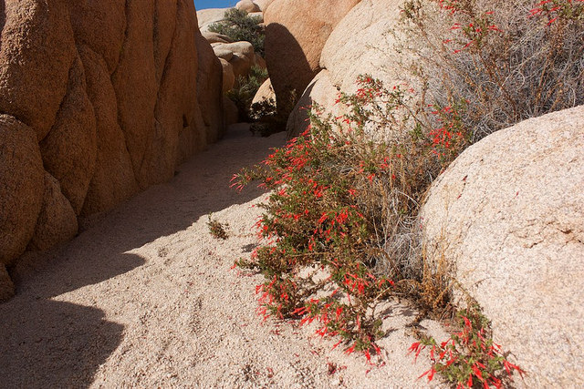 Chamerion latifolium (Epilobium latifolium)