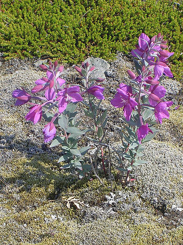 Chamerion latifolium