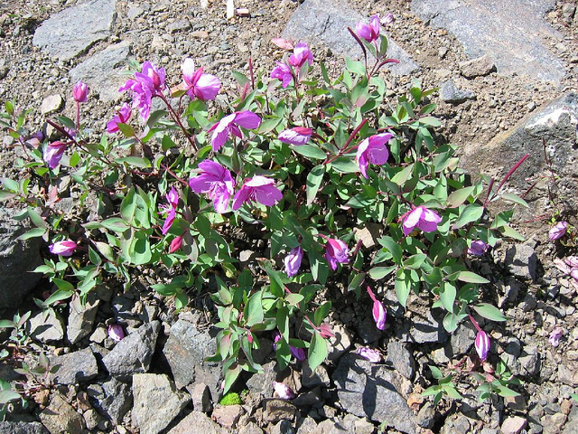 Chamerion latifolium
