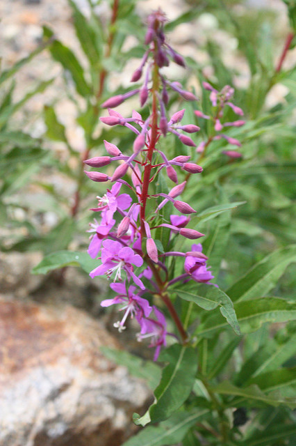 Chamerion latifolium