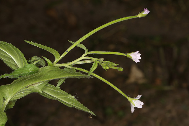 épilobe des montagnes