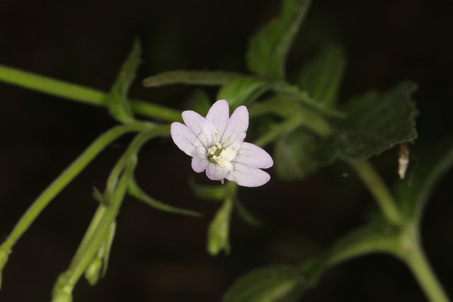 épilobe des montagnes