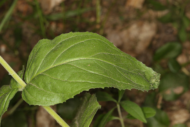 épilobe des montagnes