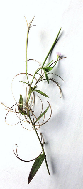Épilobe foncé (Epilobium obscurum)