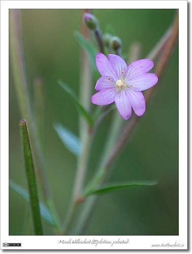 épilobe des marais