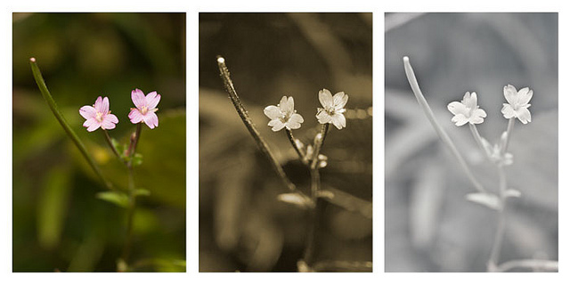 Épilobe des marais (Epilobium palustre)
