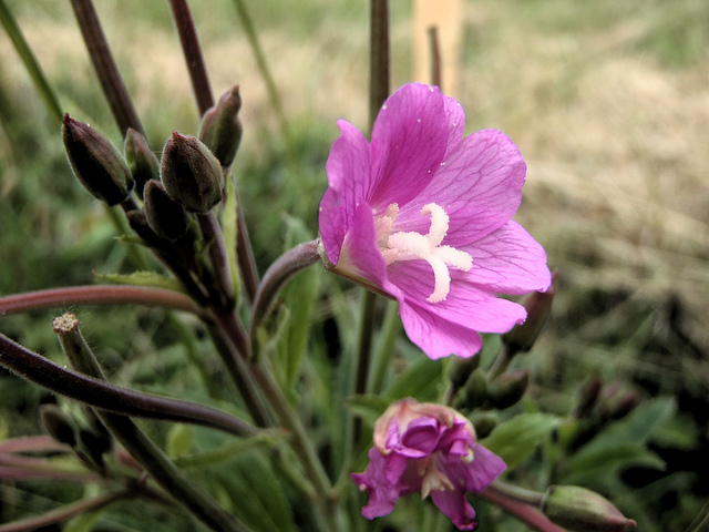 épilobe à petites fleurs