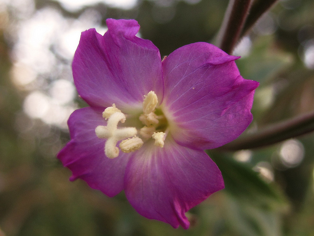 épilobe à petites fleurs