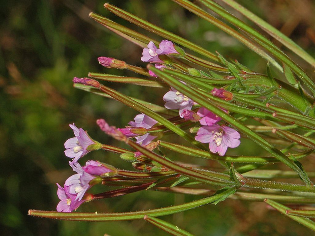 épilobe à petites fleurs