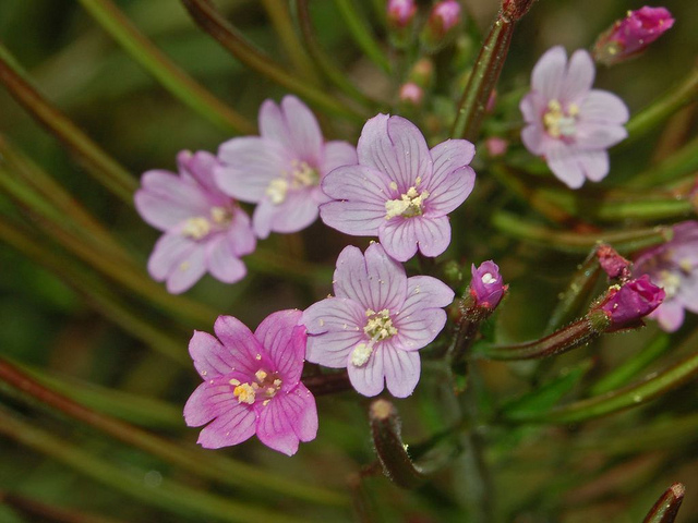 épilobe à petites fleurs