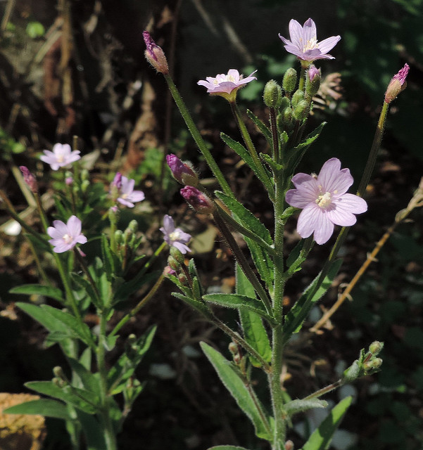 épilobe à petites fleurs