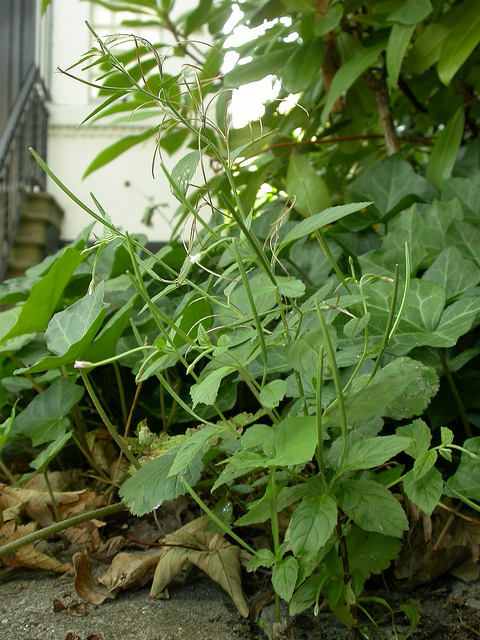 épilobe à fleurs roses