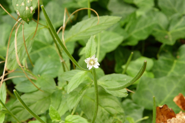 épilobe à fleurs roses