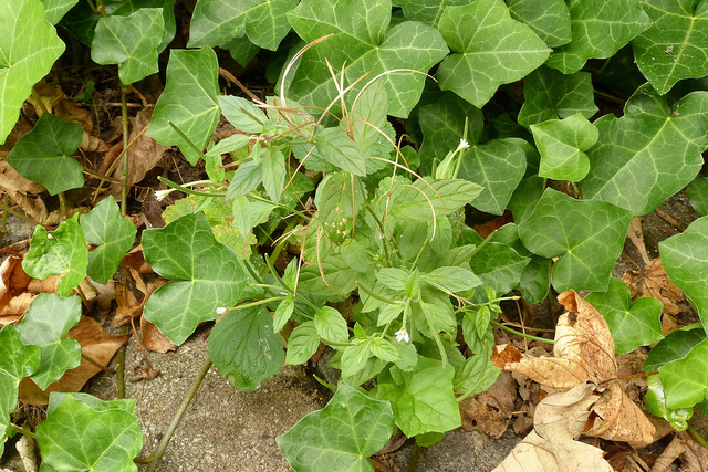 épilobe à fleurs roses