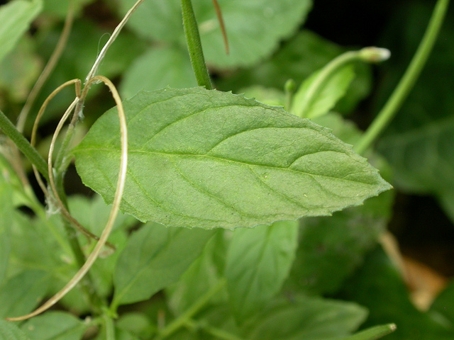Épilobe à fleurs roses (Epilobium roseum)