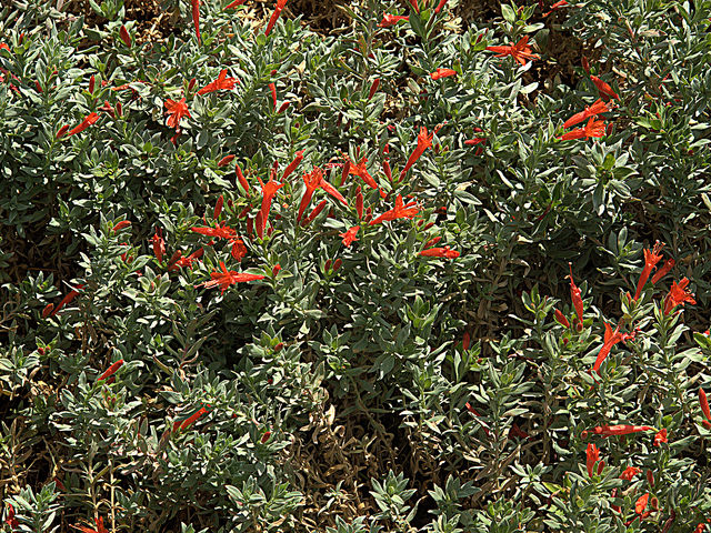 Epilobium septentrionale