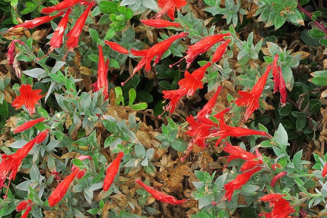 Epilobium septentrionale