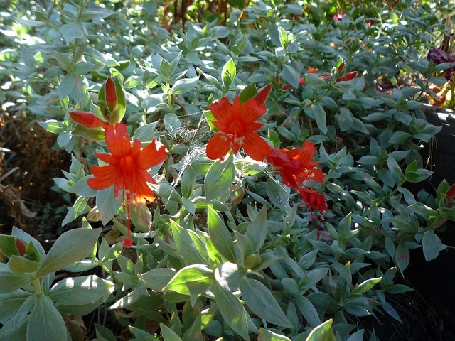 Epilobium septentrionale