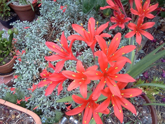 Epilobium septentrionale