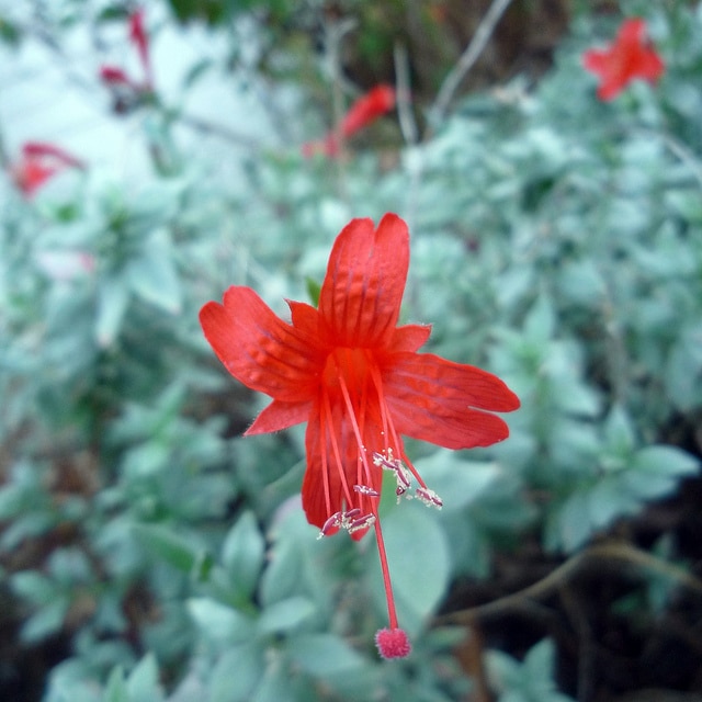 Epilobium septentrionale