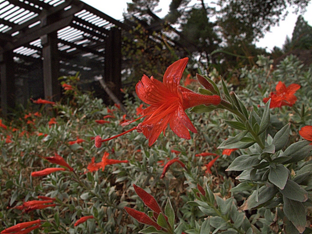Epilobium septentrionale (Epilobium septentrionale)