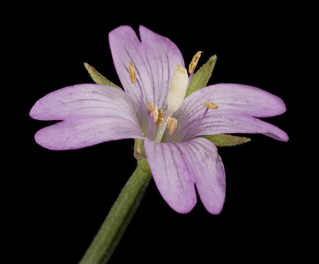 épilobe à quatre angles