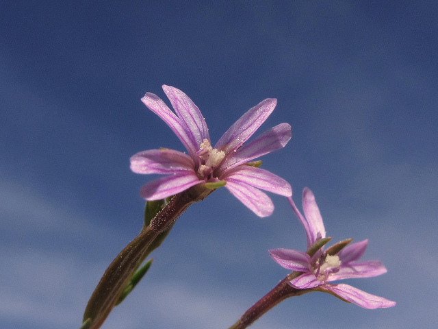 Épilobe à quatre angles (Epilobium tetragonum)