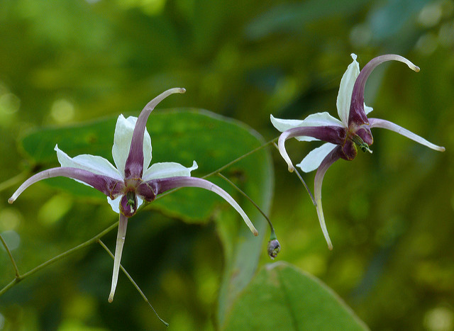 Fleur des elfes acuminatum (Epimedium acuminatum)
