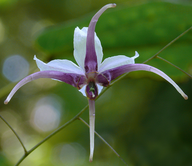 Fleur des elfes acuminatum