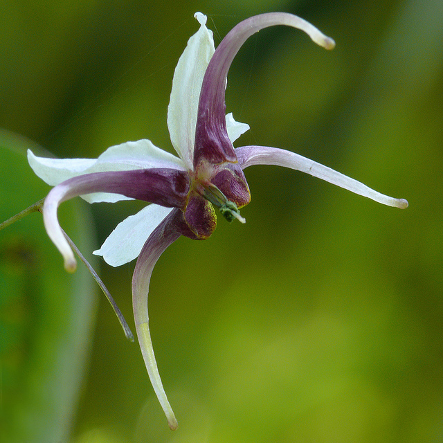 Fleur des elfes acuminatum
