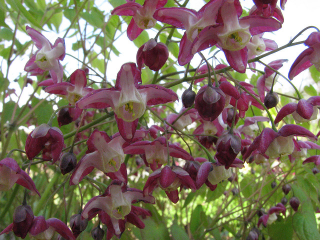Epimedium alpinum (Epimedium alpinum)