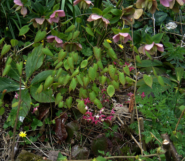 Epimedium alpinum