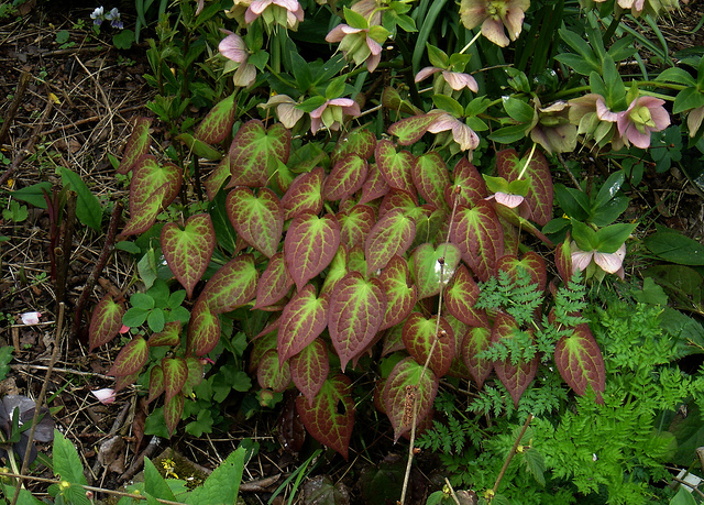 Epimedium alpinum