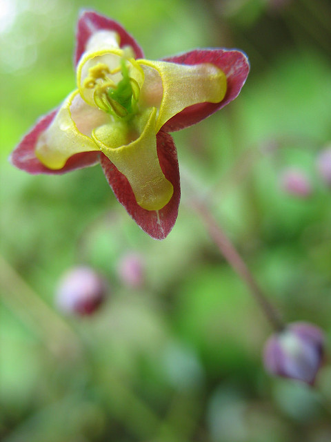 Epimedium alpinum