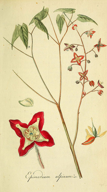 Epimedium alpinum