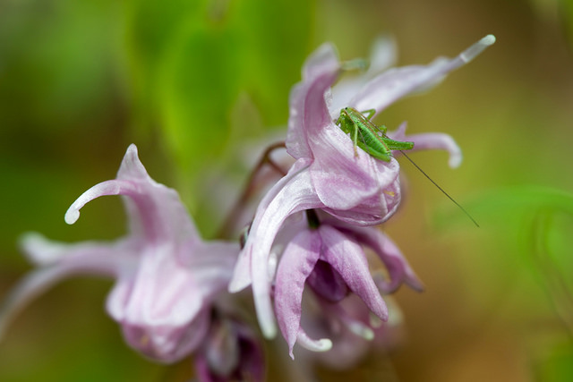 Fleur des elfes à grandes fleurs
