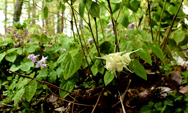 Fleur des elfes à grandes fleurs